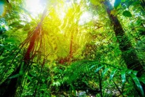 Forêt tropicale de Guadeloupe