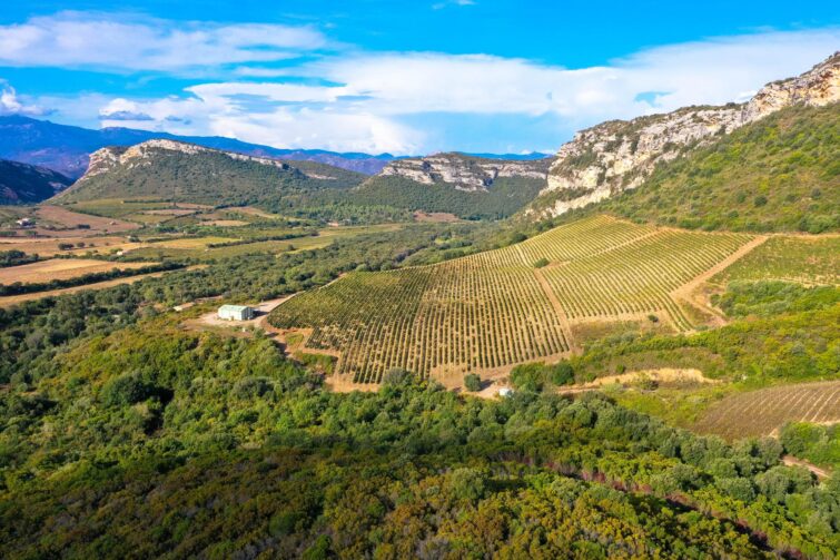 Le vignoble de Patrimonio, Corse