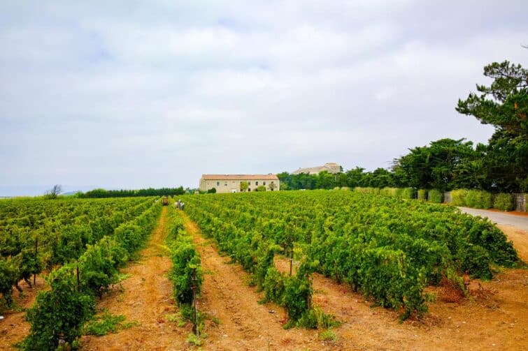 Le vignoble sur l'île de Maguelonne près de Montpellier