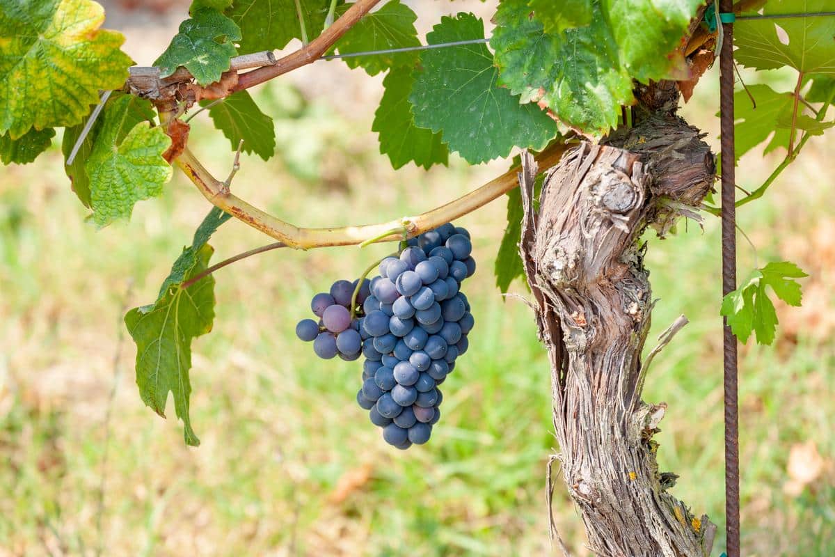 Paysage de vignes près de Montpellier