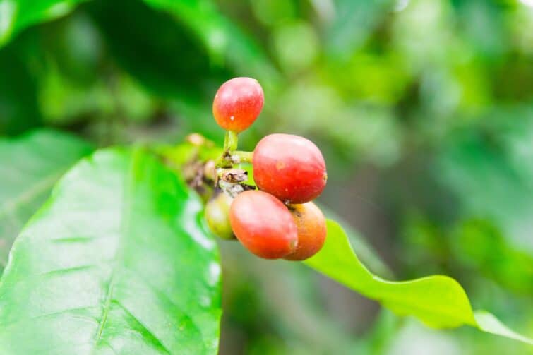 Plantation de café, Guadeloupe