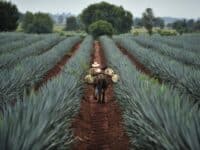 Téquila, un des Pueblos Magicos du Mexique
