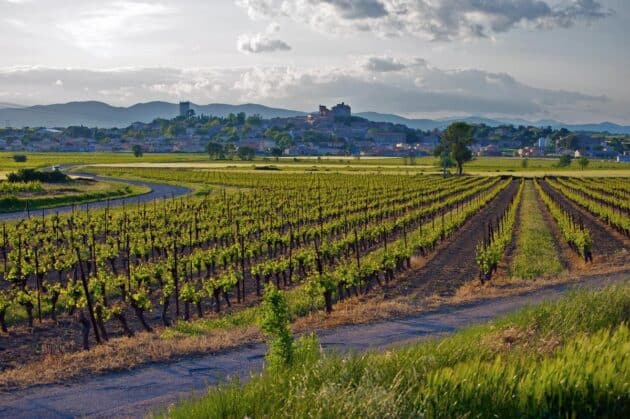 Découvrir le terroir viticole Montpellierain en photos