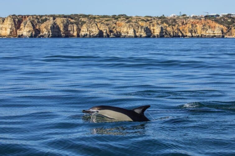 dauphin près de la côte de l'Algarve