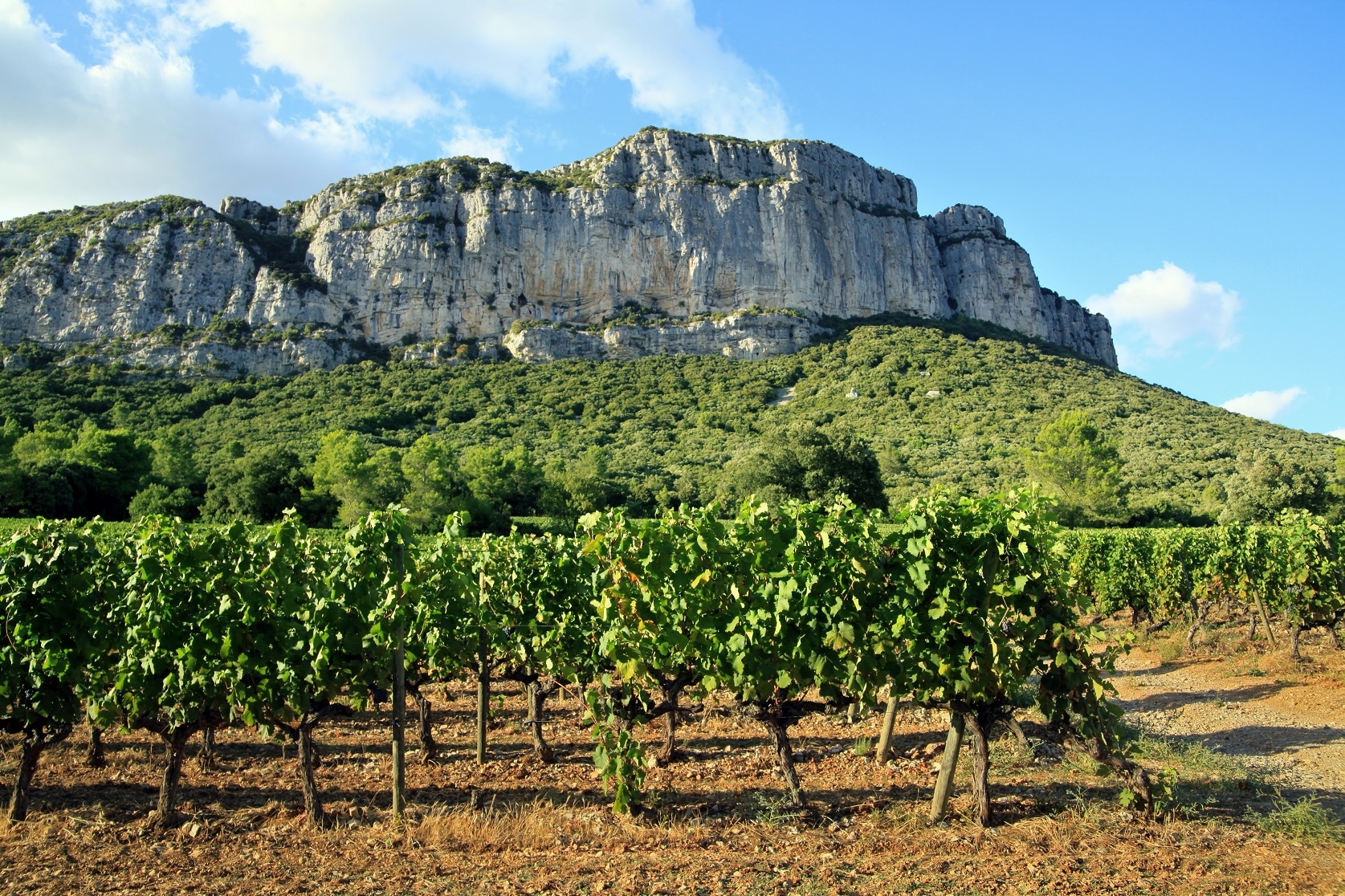 Montpellier autour du vin