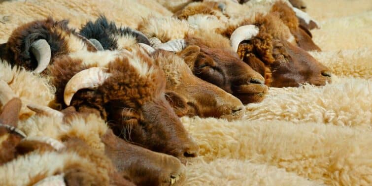 mouton awassi à la corne incurvée typique du Maroc