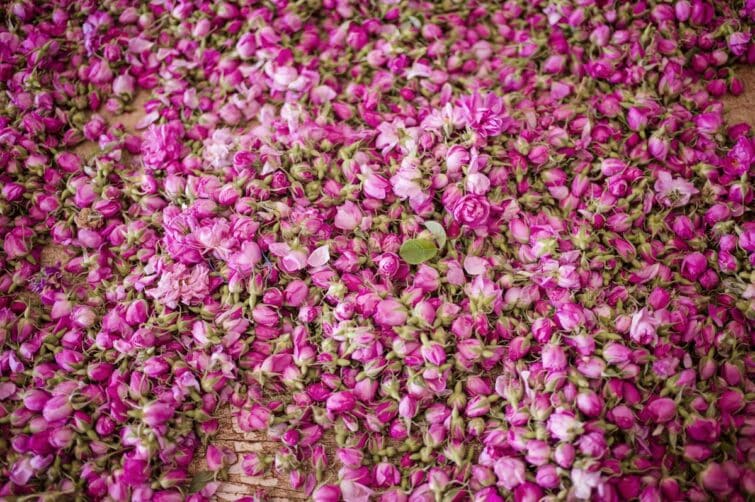 roses durant le festival des roses à Kelaa M'Gouna, Maroc