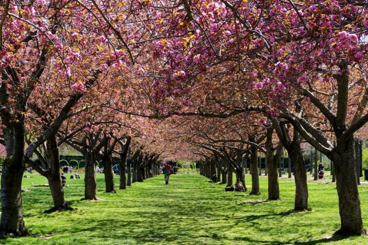 Colonnade de cerisiers en fleurs au Brooklyn Botanic Garden, New York, USA