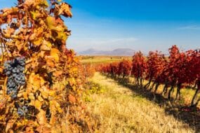 Des grappes de raisins près d'Eger