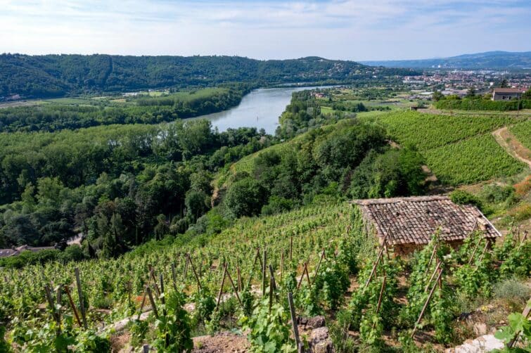 The Condrieu vineyard on the banks of the Rhône, Auvergne-Rhône-Alpes