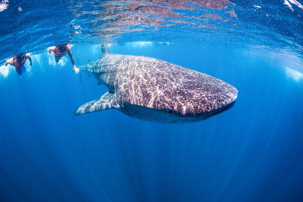 Requin-baleine à Holbox au Mexique