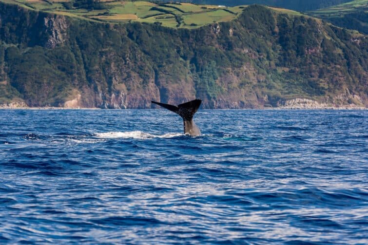 Baleine près de l'île de Sao Miguel, Açores, Portugal