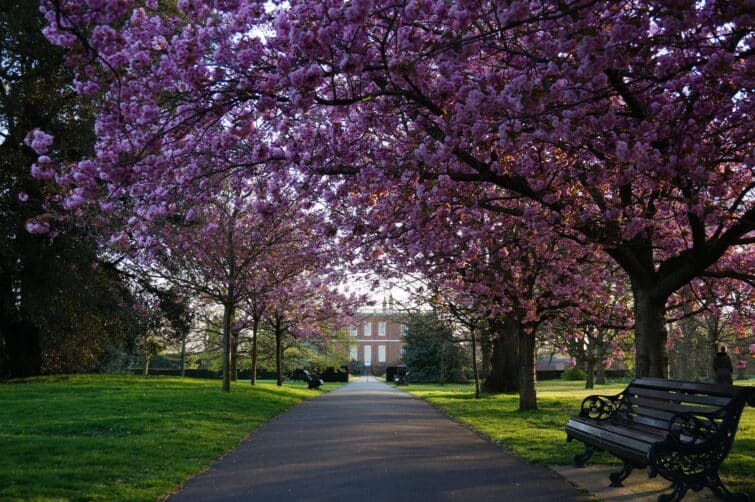 Cherry Blossom à Greenwich Park, Londres, Angleterre