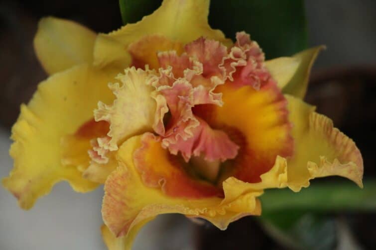 Gros plan sur une orchidée tropicale