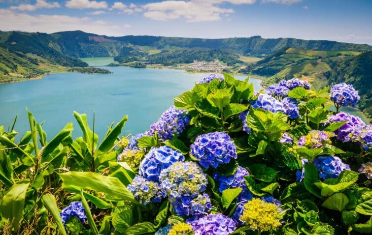 Hortensias des Açores face à un lac