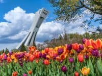 Le printemps et les tulipes à Montréal au printemps