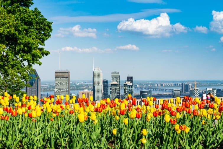 Les parterres de tulipes colorées de Montréal, Canada