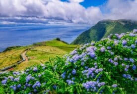 Paysage avec plantes et fleurs aux Açores