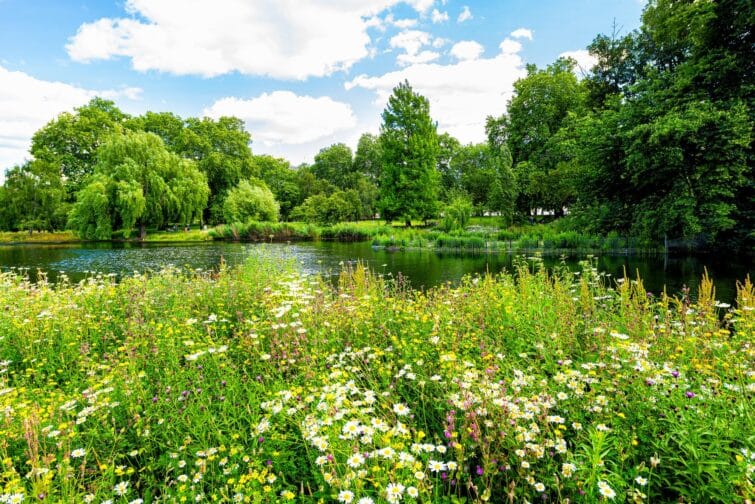 Saint James Park feuillage vert et arbres en été ensoleillé, Londres, Royaume-Uni