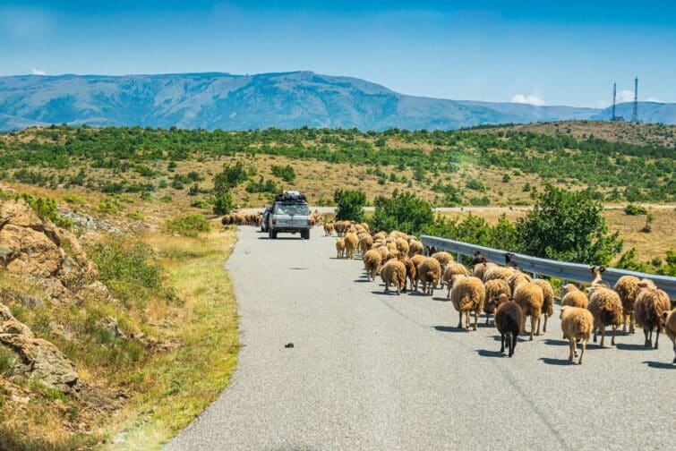 Troupeau de moutons vers Puka en Albanie