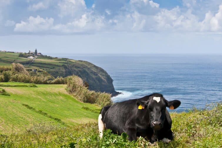 Vache Holstein dans une prairie face à l'océan, Açores