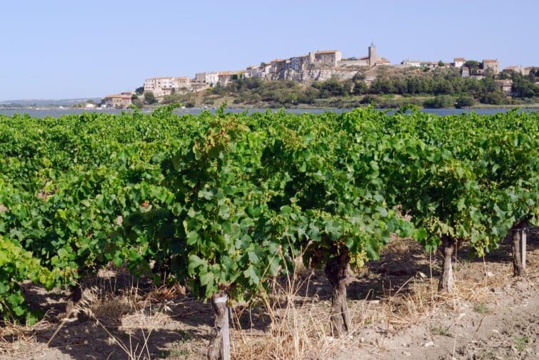 Vignes et vieux village de Bages, près de Narbonne