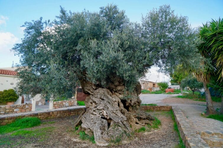 plus vieil olivier du monde à Vouves, Crète
