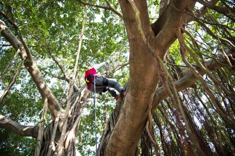 une personne grimpant au sommet d'un arbre