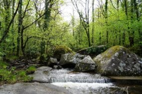 Forêts Occitanie