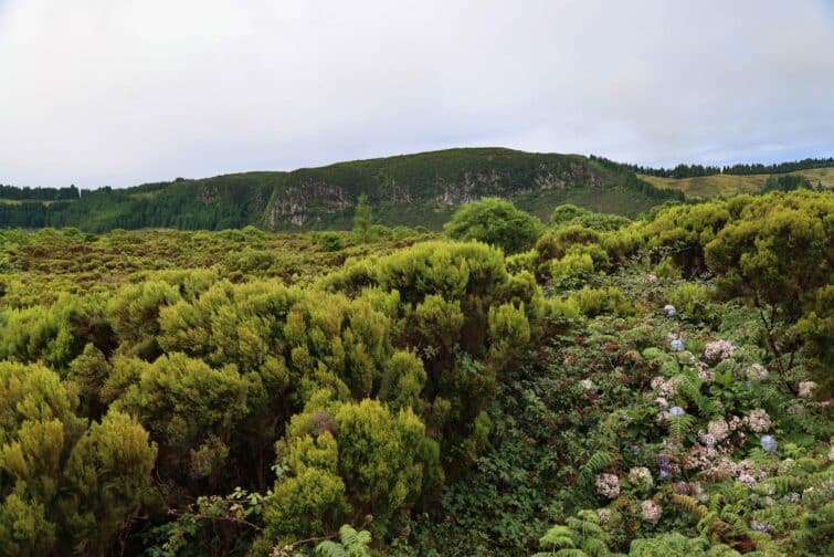 Le parc de la Caldeira de Guilherme Moniz sur l'île de Terceira aux Açores