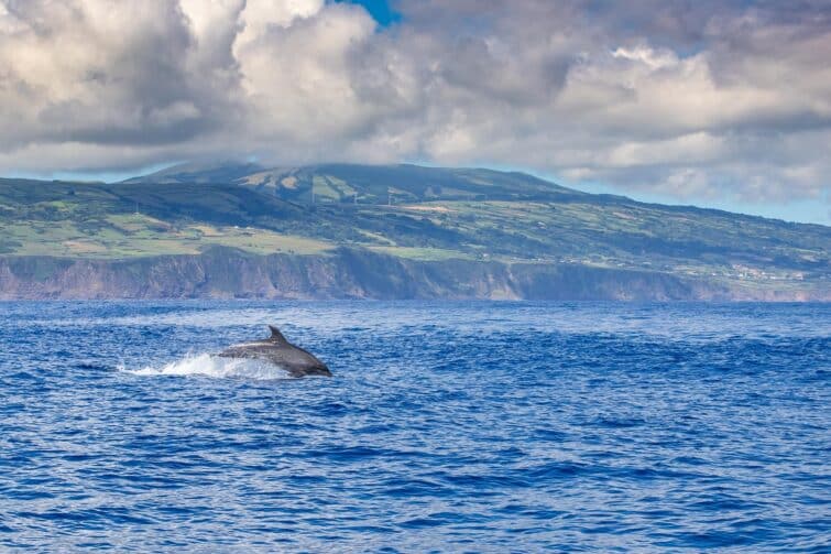 Observer les dauphins et les baleines aux Açores
