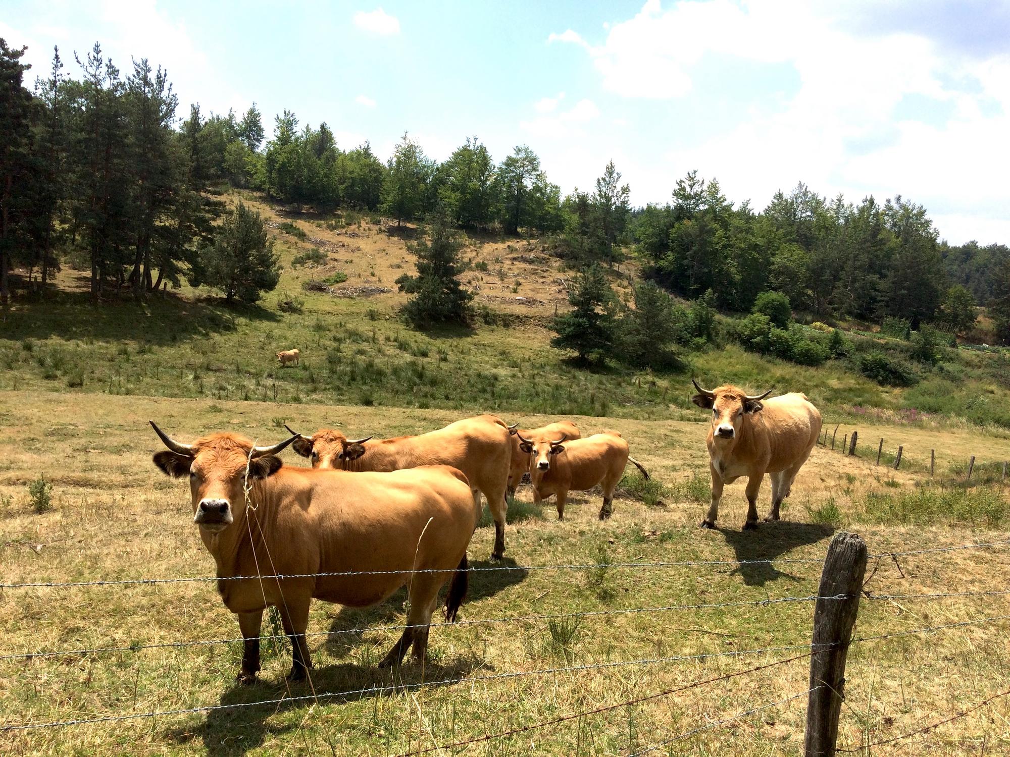 Troupeau de vaches en Ardèche