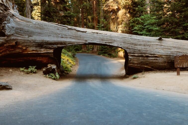 Tunnel Log, Parc national de Sequoia