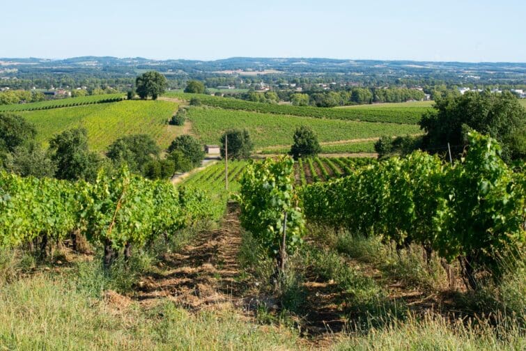 Vignoble de Gaillac datant de la Gaule, Occitanie, France