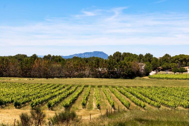 Vignobles avec le Pic Saint-Loup au fond, Occitanie, France