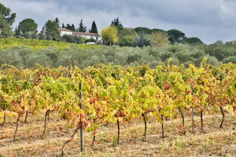 Vignobles de Limoux, Occitanie, France
