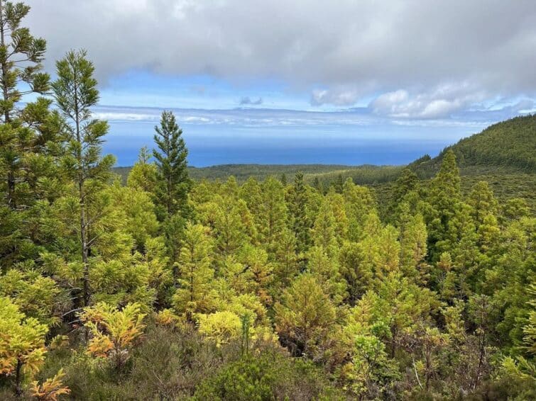 Vue sur la végétation endémique de l'île Terceira aux Açores