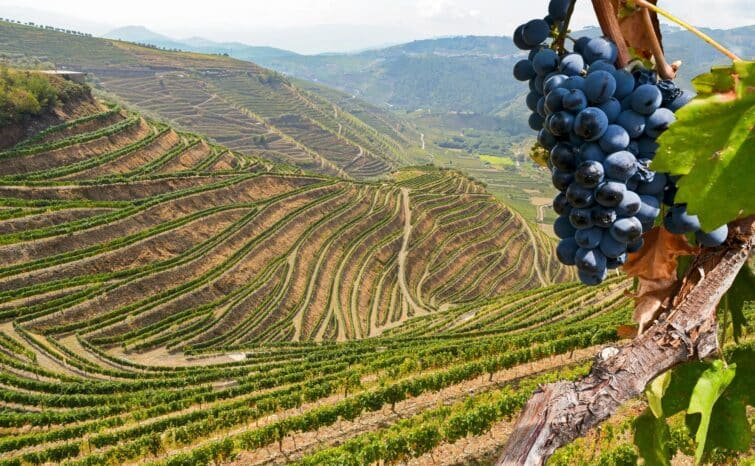 Vue sur les vignes de la vallée du Douro, Portuga