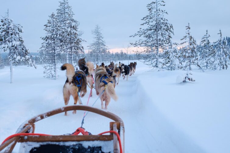 Explorer la Laponie en traîneau à Nouvel An