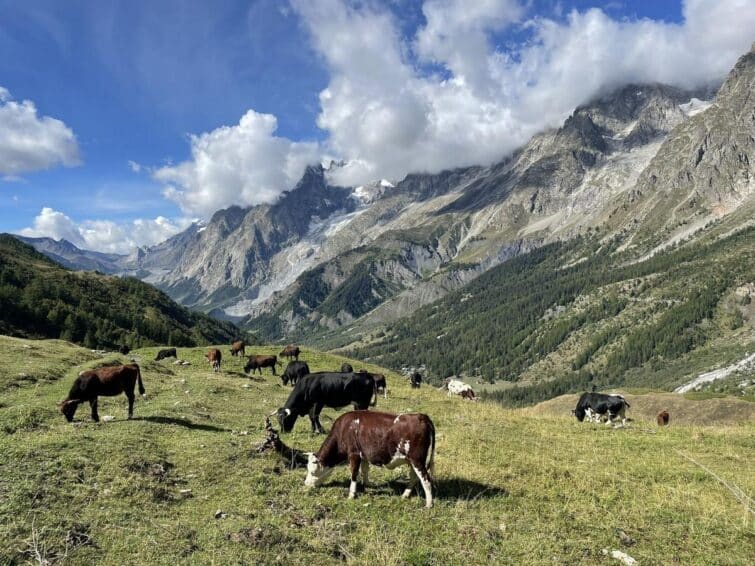 Les vaches de la vallée d'Aoste près de Chamonix
