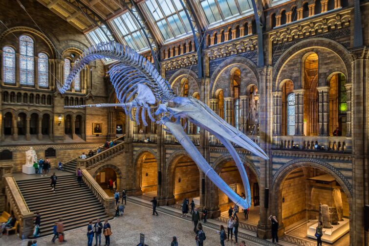 Musée d'Histoire Naturelle, Londres