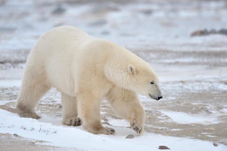 Ours polaire dans la neige au Canada