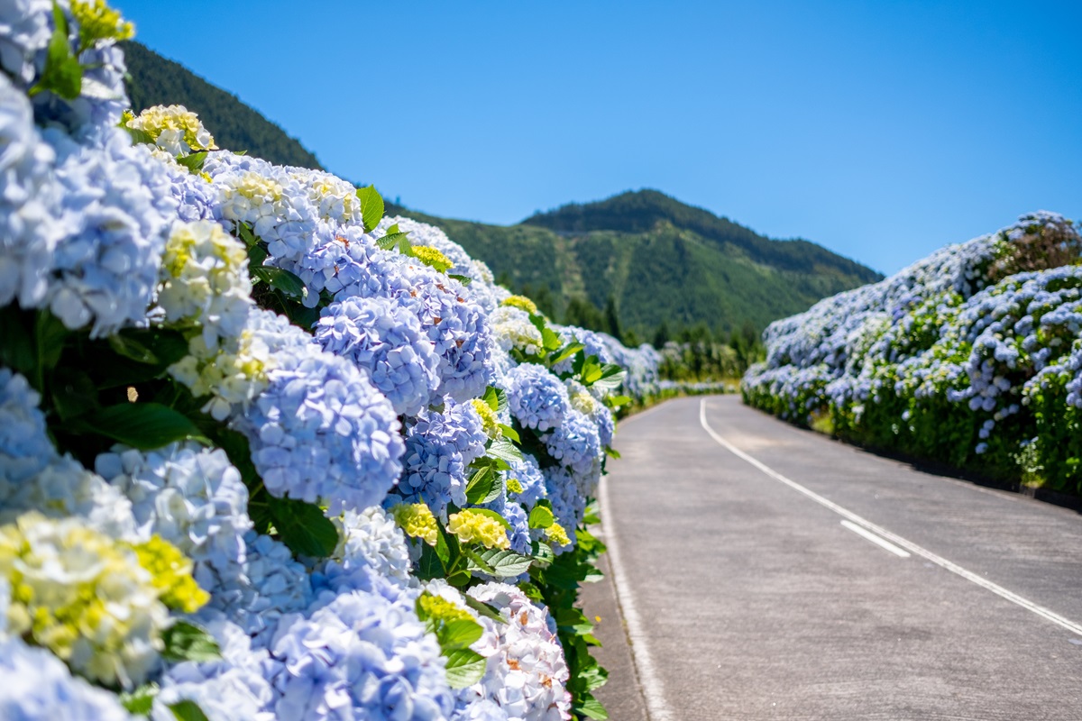 Route fleurie aux Açores