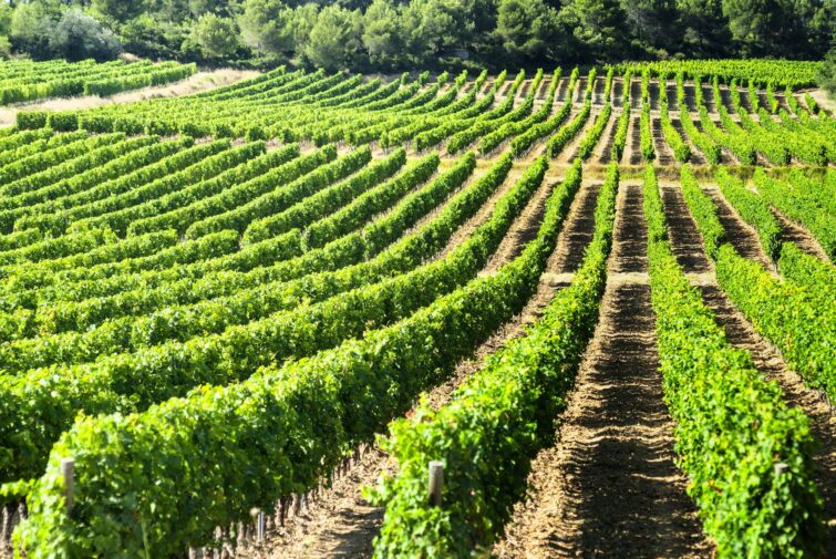 Vignobles de Montagnac Béziers