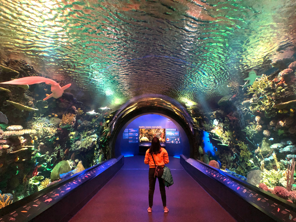 Aquarium de New York à Coney Island