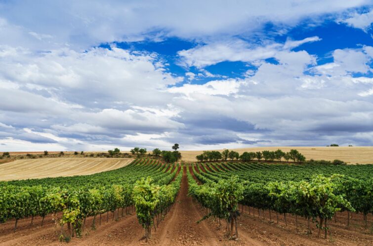 Champs de vignes dans la région de Ribera del Duero en Castilla, Espagne