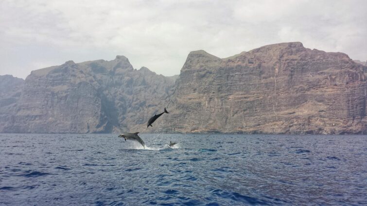 Dauphins au large de Tenerife aux îles Canaries