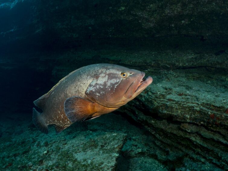 Gros poisson en plongée à El Bajón El Hierro îles Canaries