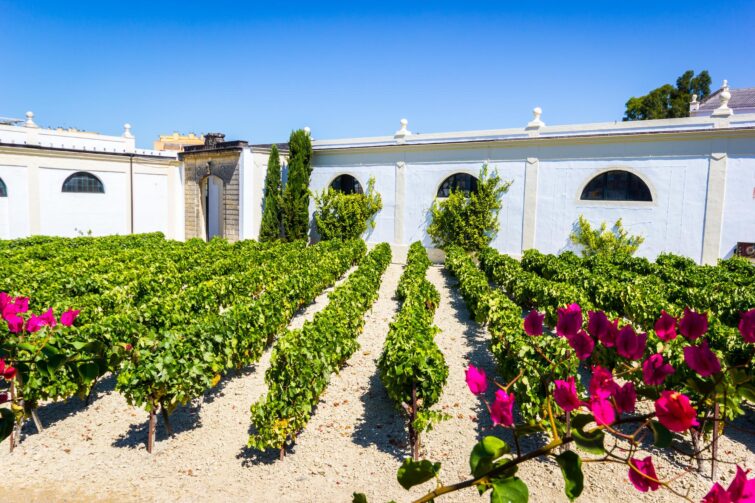 Jerez de la frontera, vignobles, Espagne
