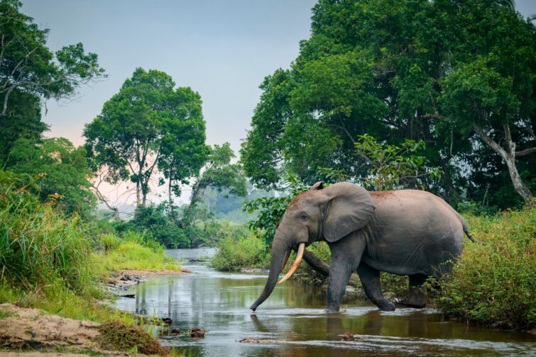 Odzala-Kokoua, Congo